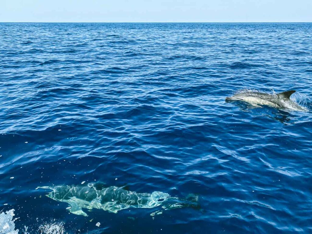 Delfini a Lampedusa