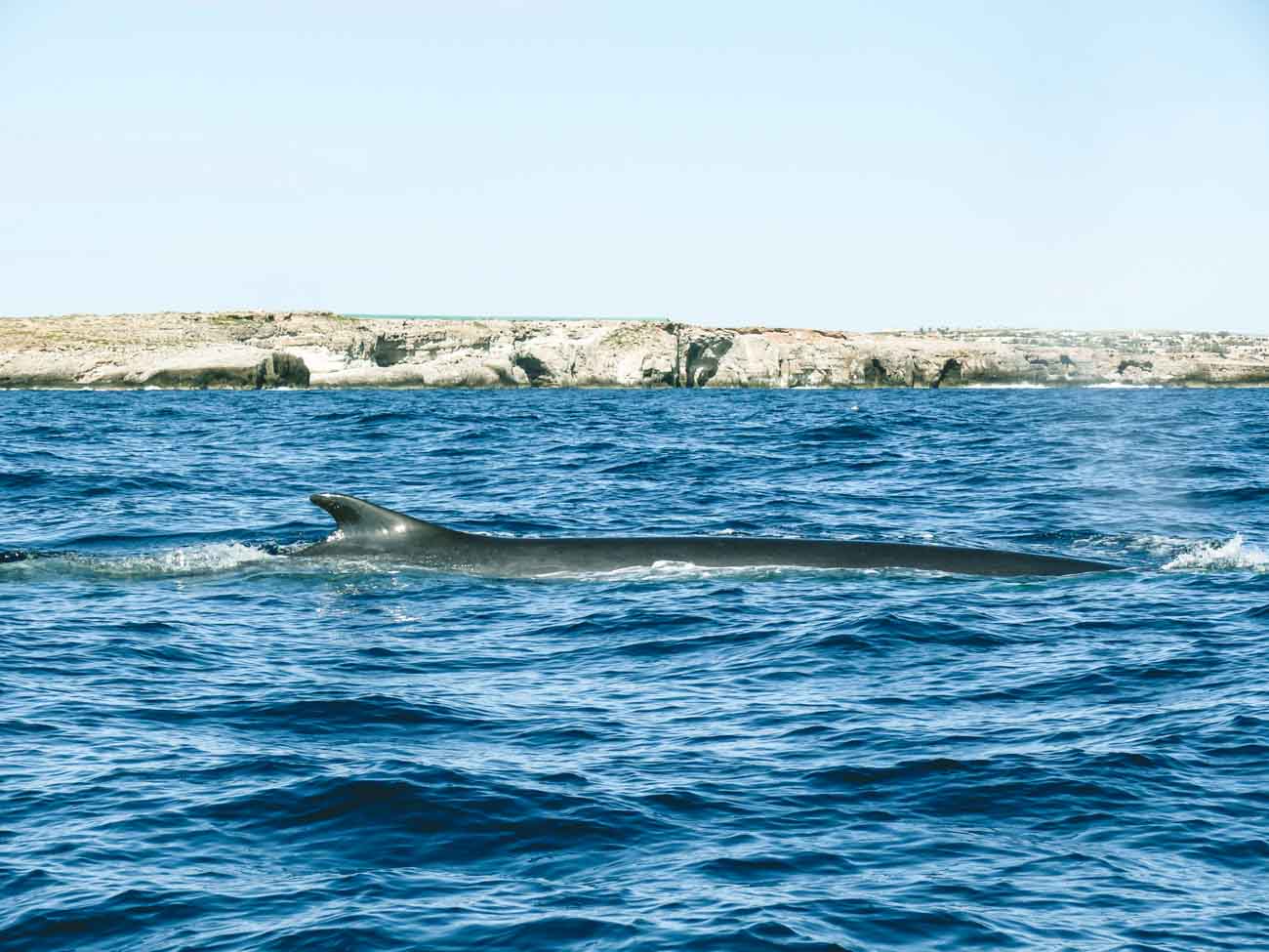 Balene a Lampedusa